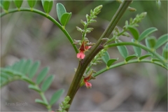 Indigofera wightii
